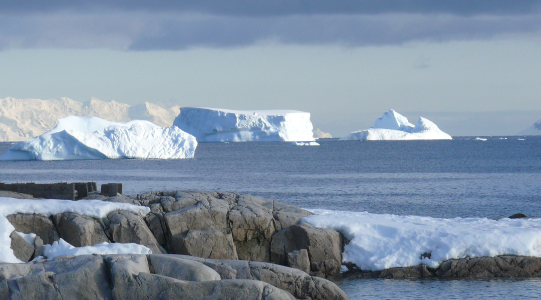 The Blossoming Miracle Flowers Blooming in Antarctica